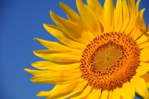 Immagine Sunflower_3870104425