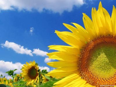 Immagine sunflower-21584087_0